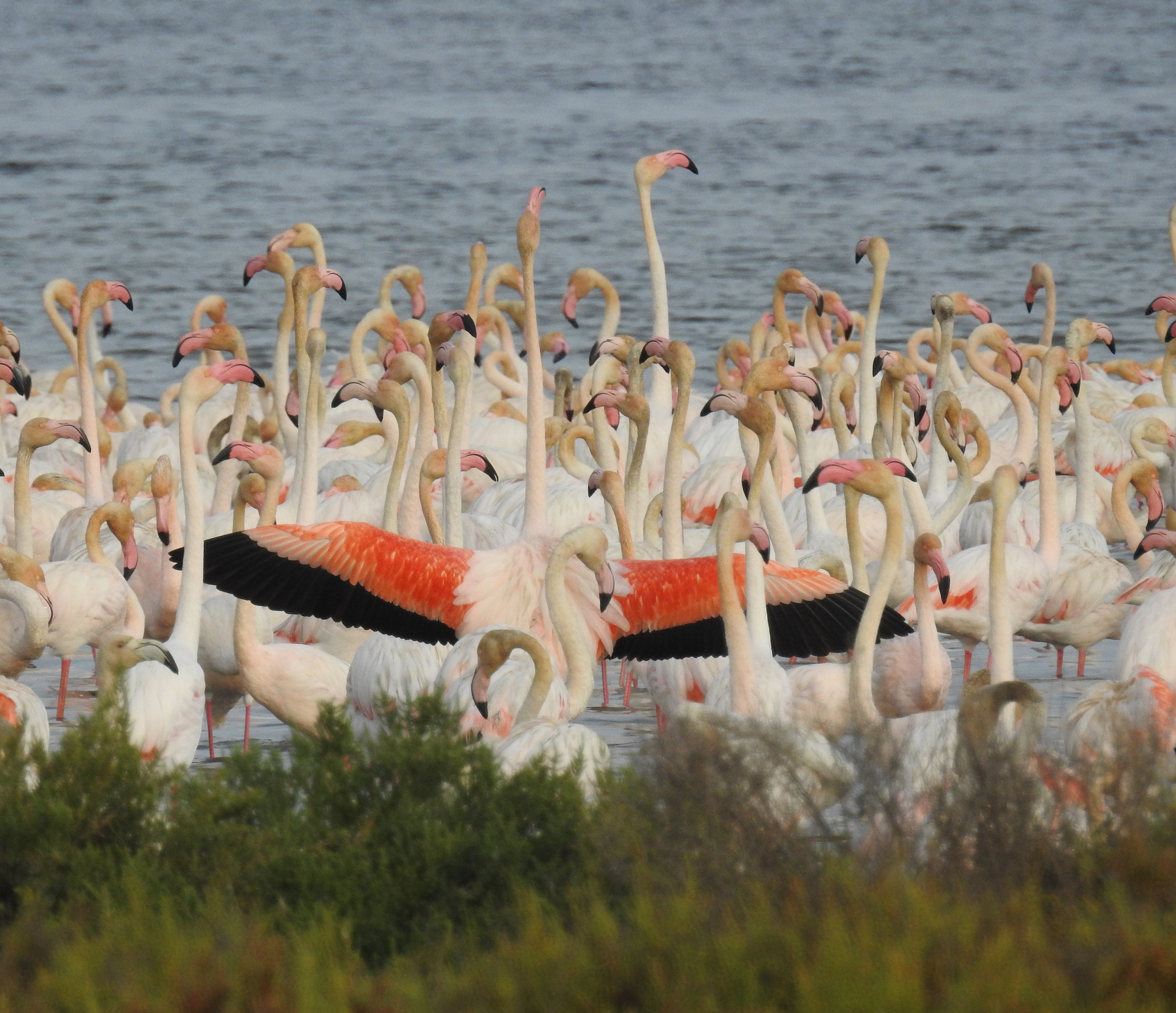 Flamencs Delta de l'Ebre