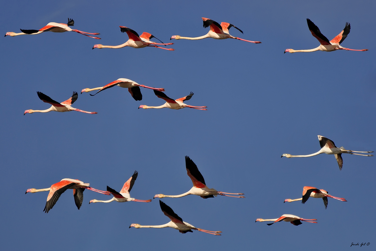 Flamencs Delta de l'Ebre